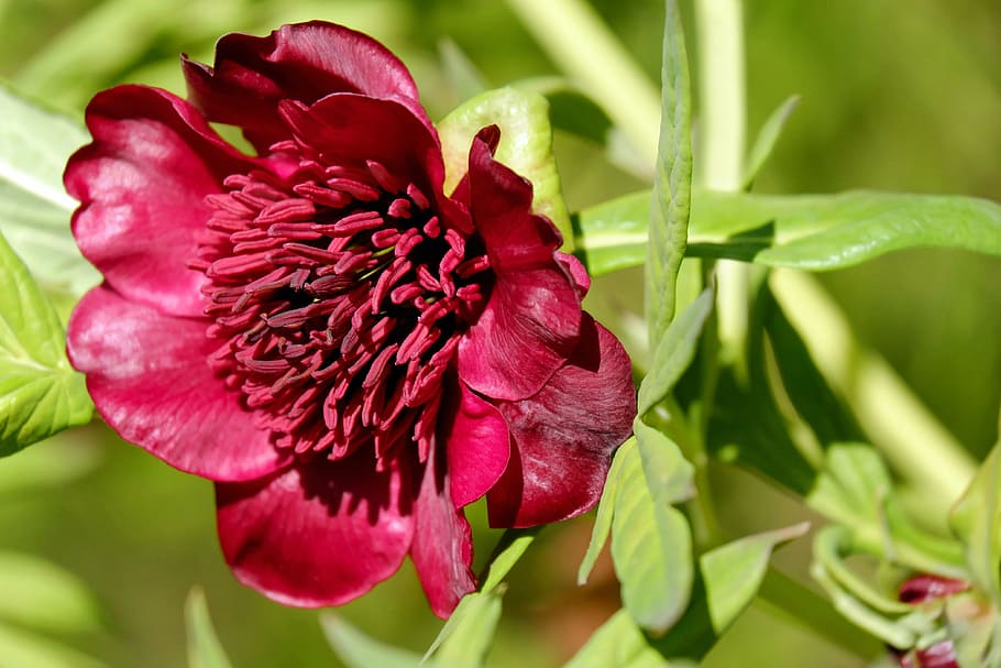 red, petaled flower, closeup, photography, daytime, peony, herbaceous peony, bush, paeoniaceae, blossom