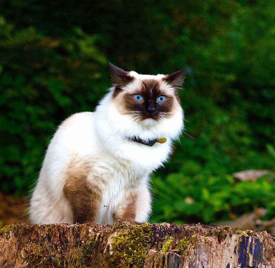 kucing himalaya, duduk, lempengan kayu, kucing, hewan, potret, mata biru, satu hewan, kucing domestik, hewan peliharaan