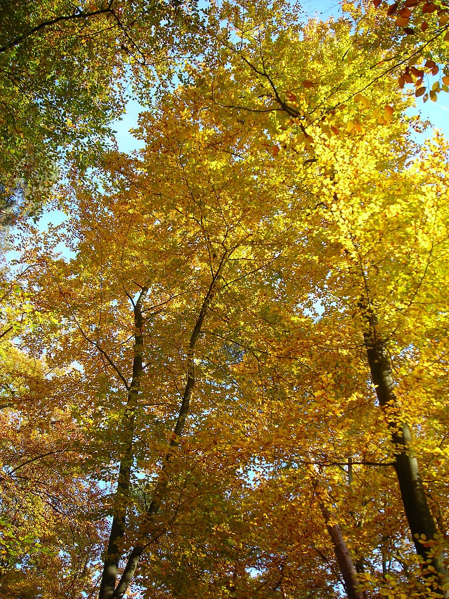 mahkota, emas, kuning, muncul, daun, maple, buku, oktober, musim gugur, hutan