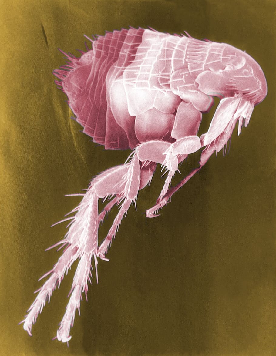 Ilustración de pulgas, pulgas, siphonaptera, insectos, parásitos, microscopía electrónica, micrografía electrónica, aumento, color falso, color rosa