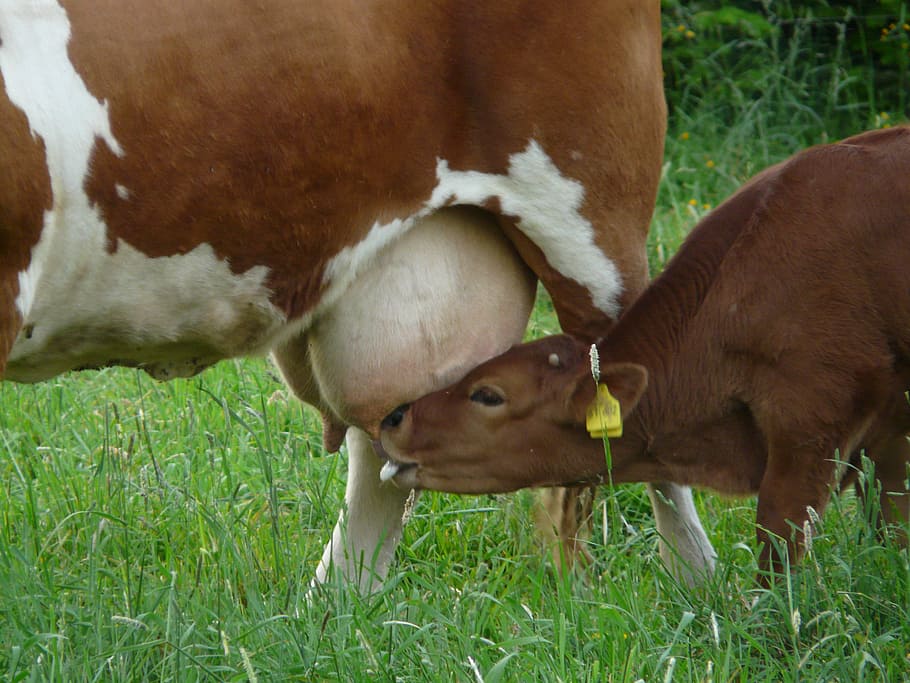 calf sucking milk, cow, udder, suckle, calf, young animal, milk, drink, domestic cattle, beef