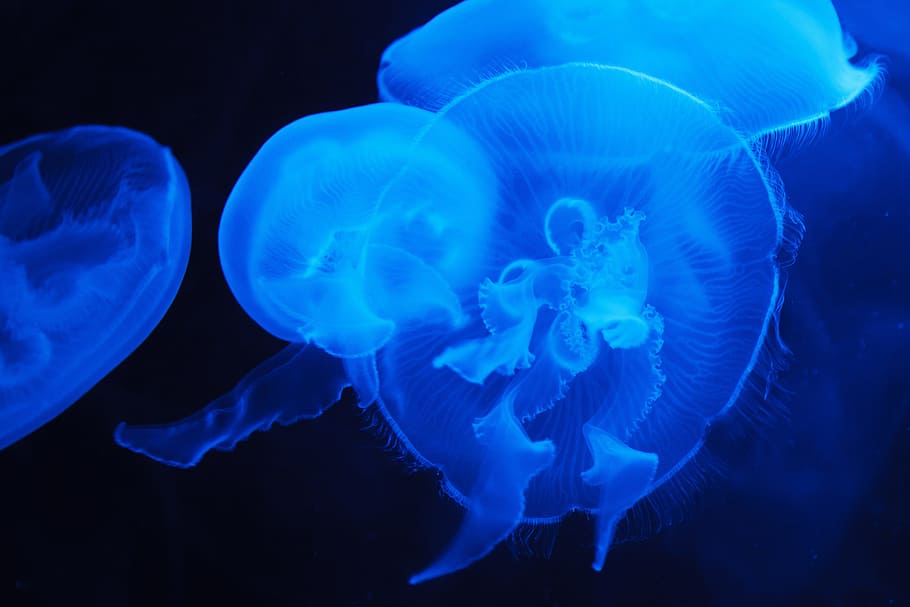 close-up photo, jellyfishes, animal, blue, creature, danger, dark, deep, fish, float