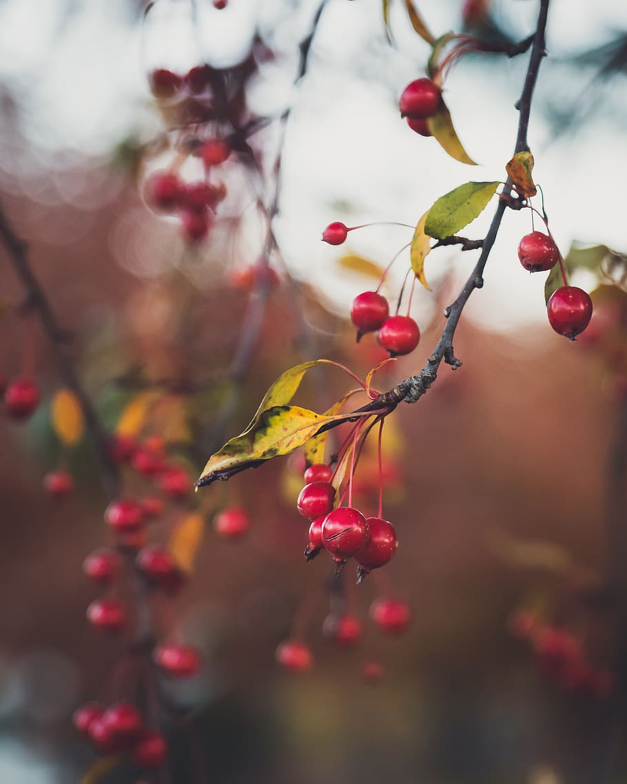 red, berries, tree, branches, autumn, branch, seasonal, fall, colorful, nature