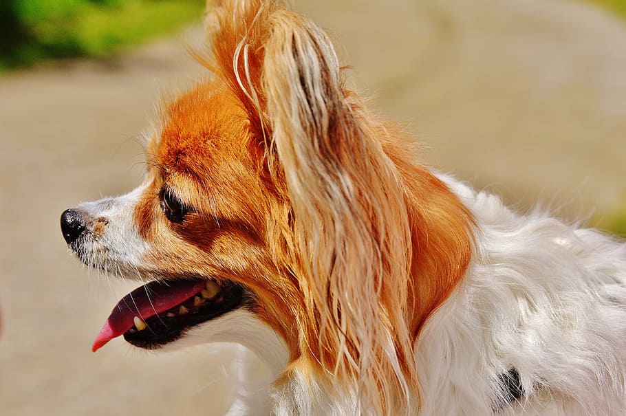 Dog, Chihuahua, Cute, Small, Pets, small dog, hairy, fur, animal ...