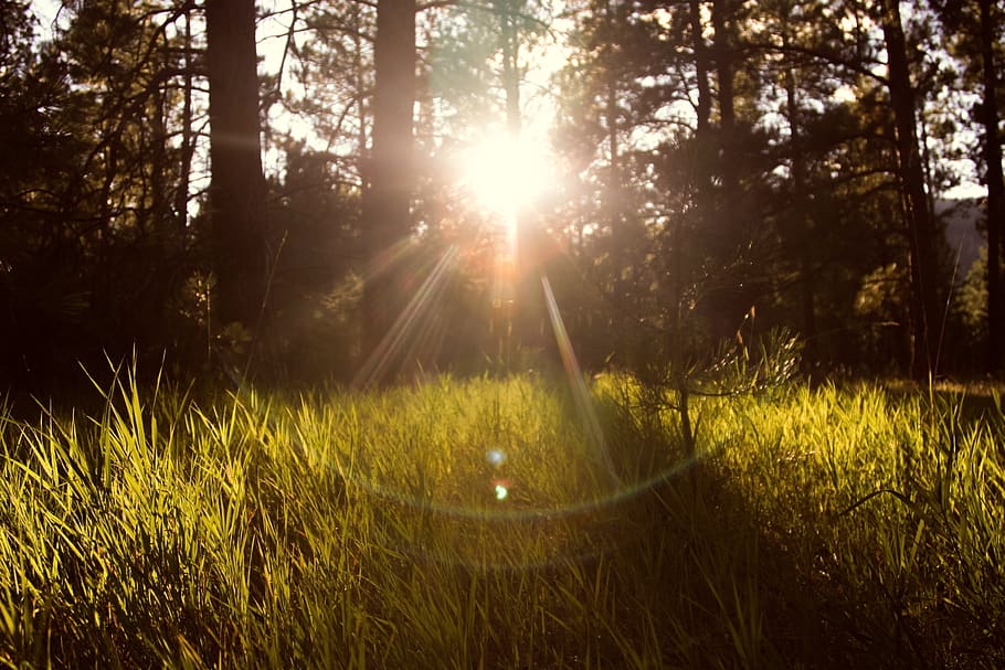 sun rays, grass, nature, outdoors, forest, woods, green, trees, plant, tree