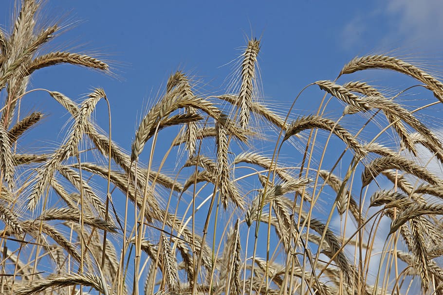 sky, nature, plant, agriculture, cereals, grain, crops, wheat field, crop, cereal plant