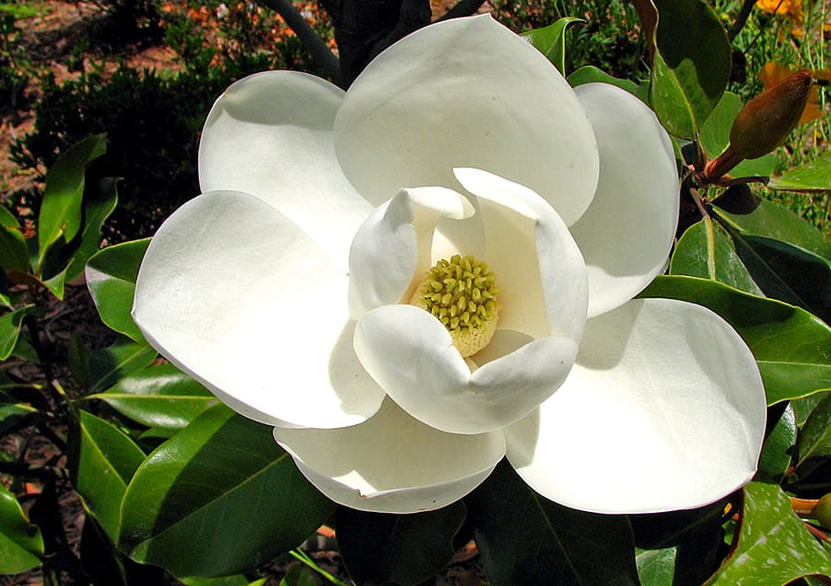 blanco, flor de pétalos, durante el día, magnolia, macro, naturaleza, flor, floración, jardín, pétalo