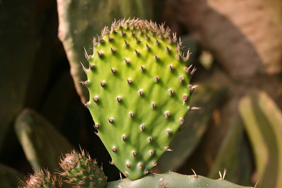 prickly pear, young leaf, bright green, thorns, fruit, succulent, cactus, succulent plant, plant, growth
