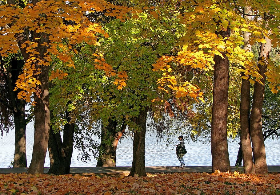 Lake, Yellow, Leaves, autumn landscape, yellow leaves, golden leaves, warm light, trees, ride, herastrau park