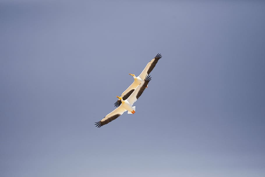 dois, gaivotas em branco e preto, voando, gaivota, pássaro, azul, céu, natureza, voador, veículo aéreo