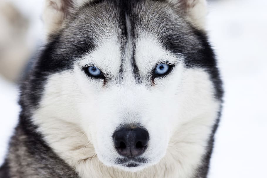 cachorro, neve do inverno, Husky, inverno, neve, natureza, animal, animais, cães, olhos