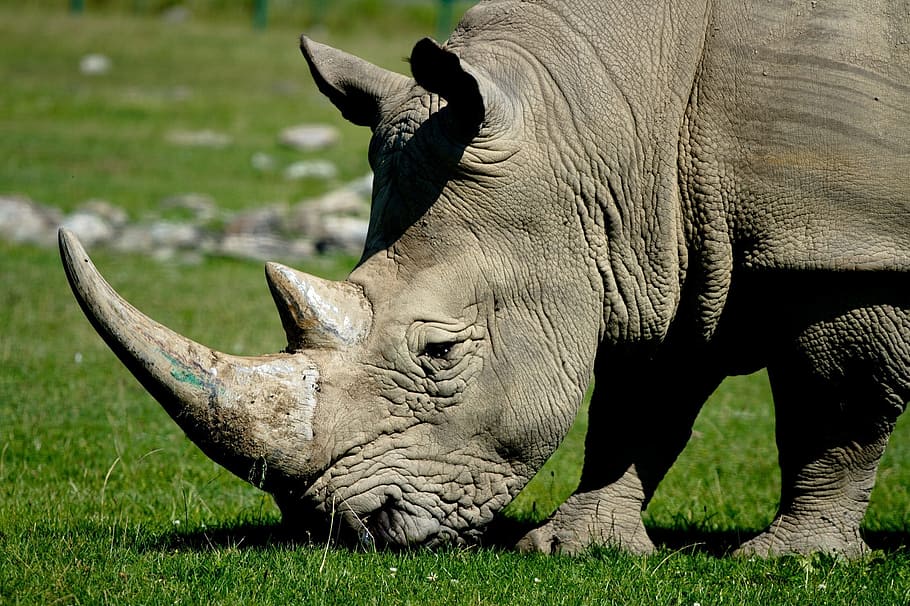 green, grass, daytime, Rhinoceros, eating, head, wildlife, nature, rhino, horns