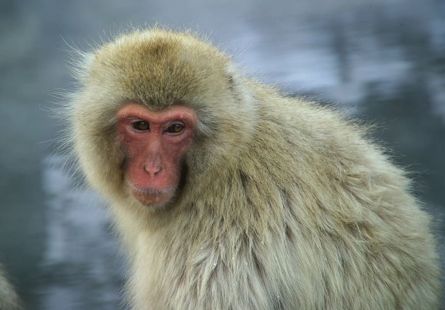 mono, mono de nieve, naturaleza, primate, vida silvestre, macaca, retrato, mirando, curioso, macaco japonés