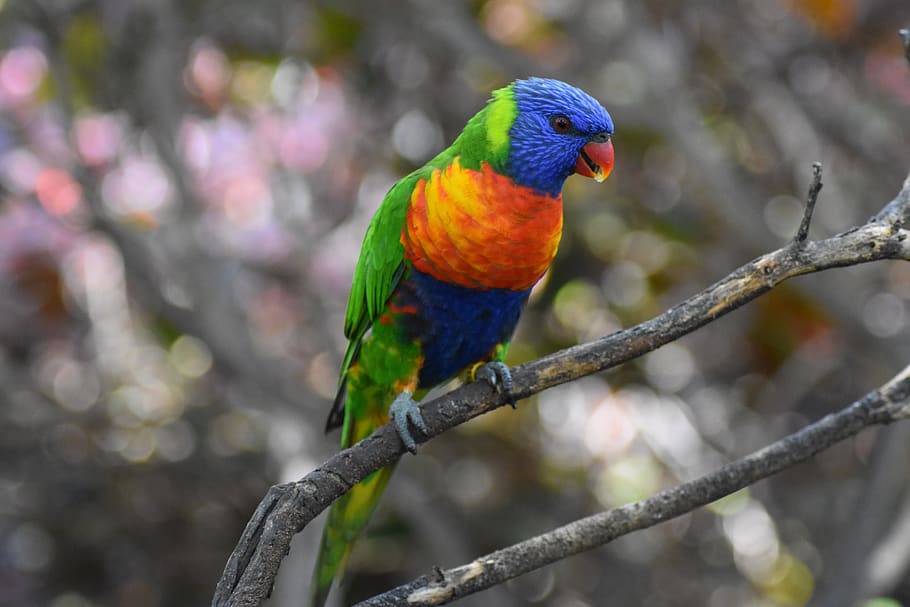 parrot, colorful, nature, exotic, animal wildlife, animal themes, animals in the wild, animal, vertebrate, perching