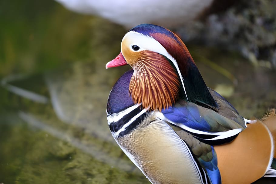 brown, gray, duck, mandarin ducks, mandarin duck, asia, bird, water bird, colorful, color