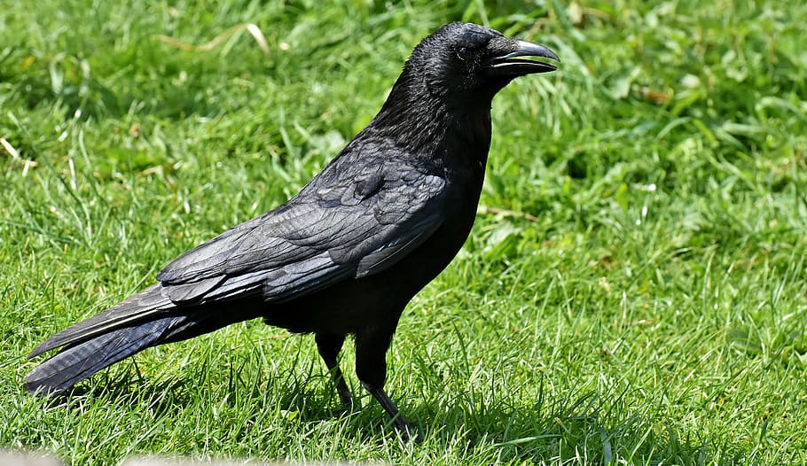 crown, grass, daytime, crow, raven bird, raven, black, nature, bill, carrion crows