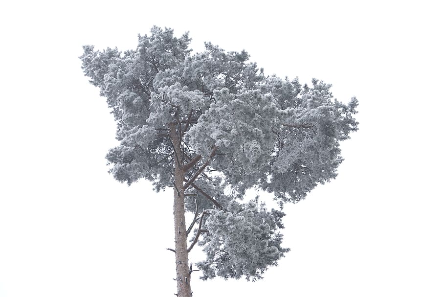 pine, crown, fog, hoarfrost, frost, cold, frozen, tree, winter, icy
