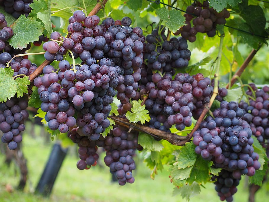 dangkal, fotografi fokus, ungu, anggur, buah anggur, buah beri, biru, polong, tanaman merambat, vitis