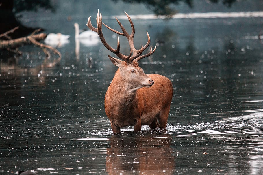 red deer, stag, deer, nature, wildlife, wild, antlers, male, animal, mammal
