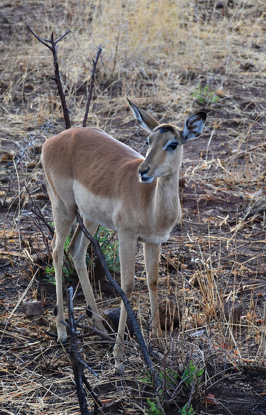 impala, hewan, alam, safari, afrika, gazelle, liar, gurun, sabana, kijang