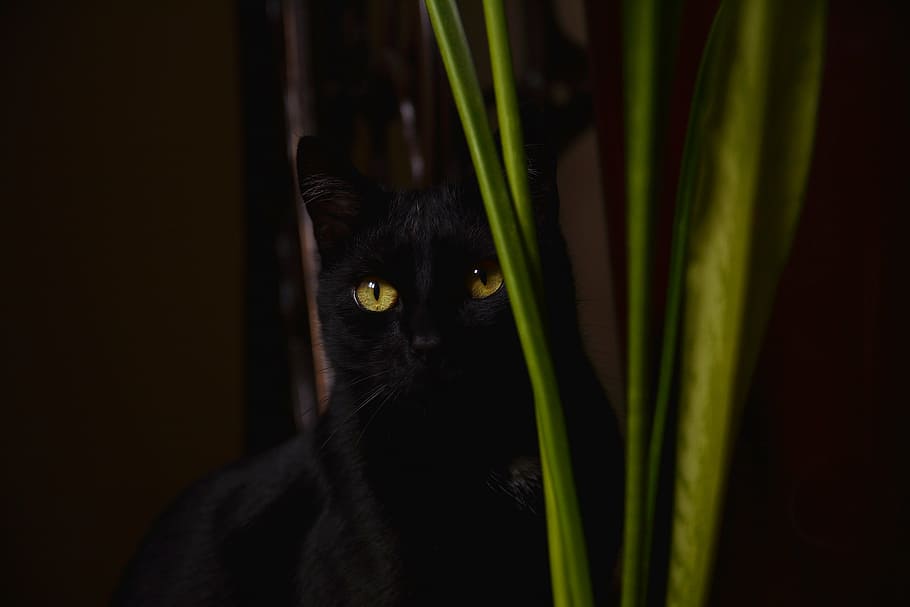 black, cat, green, leaf plant, kitten, black cat, animals, whiskers, cat's eyes, golden eyes