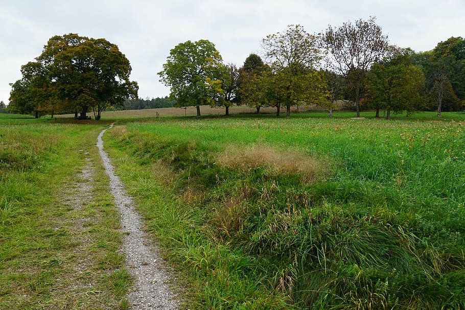 prado, campo, árvore, paisagem, verde, distância, andar, planta, grama, caminho a seguir