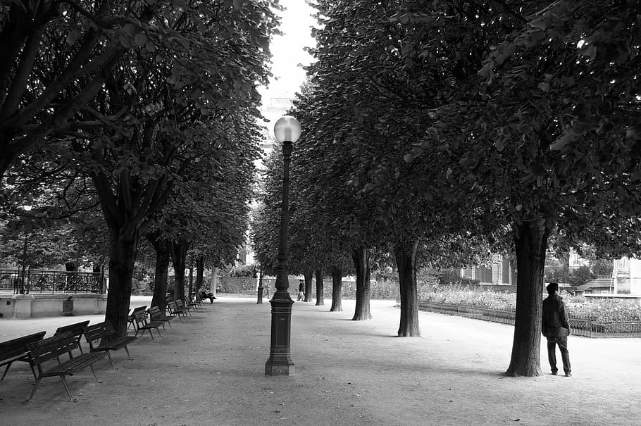 lugar, París, capital, banco, jardín, blanco y negro, árbol, escena urbana, calle, planta