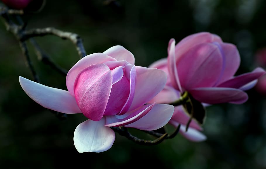Magnolia, pink flowers in bloom, flowering plant, flower, petal, vulnerability, plant, fragility, beauty in nature, close-up
