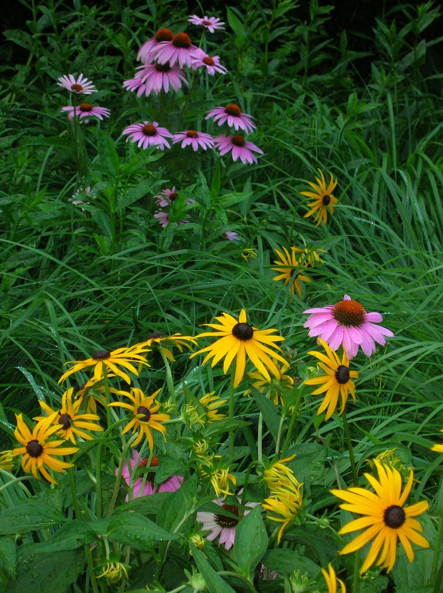 wildflowers, purple coneflower, yellow, pink, brown eyed susanne, black eyed susan, summer flowers, wildflower, flower, flowering plant