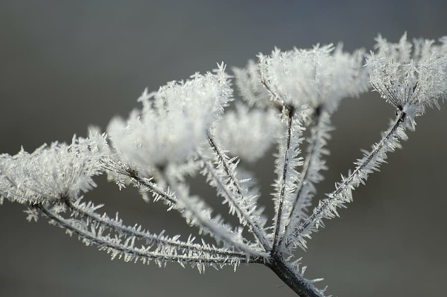 ice, frost, winter, frozen, cold, winter magic, icicle, iced, hoarfrost, plant