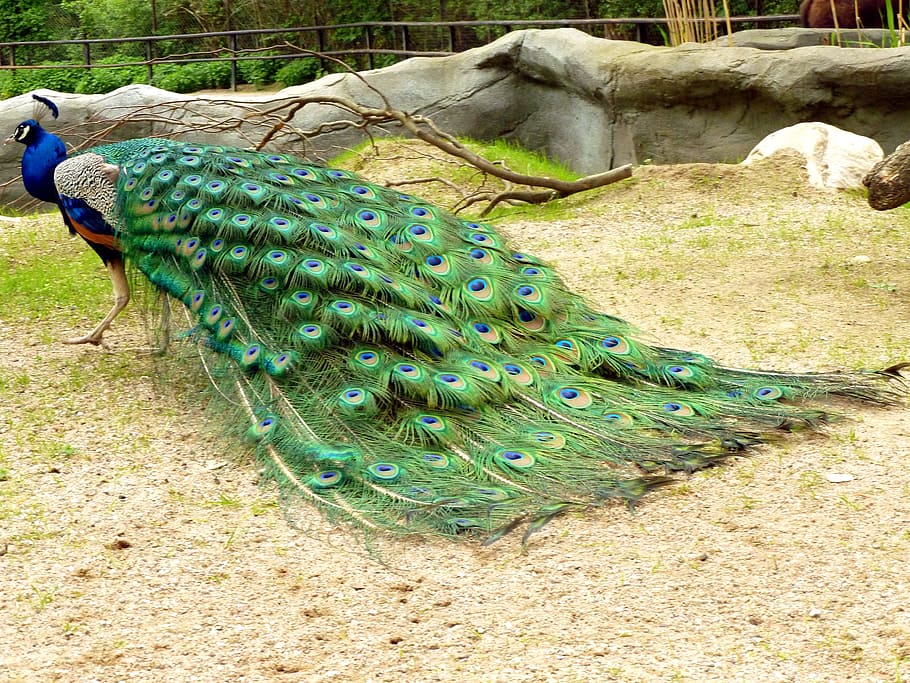 緑の尾孔雀, 緑, 尾, 孔雀, 雄孔雀, 鳥, 動物, 羽, 色, 自然