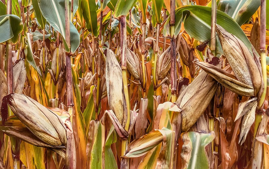 corn, feed, autumn, food, agriculture, harvest, organic, plant, vegetable, natural
