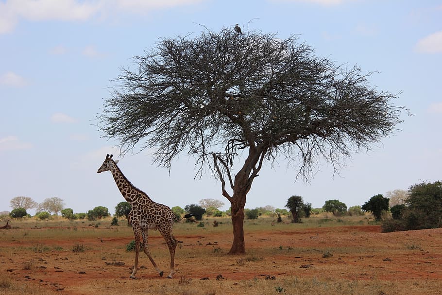 giraffe, safari, kenya, africa, safari Animals, savannah, wildlife, nature, animals In The Wild, east Africa