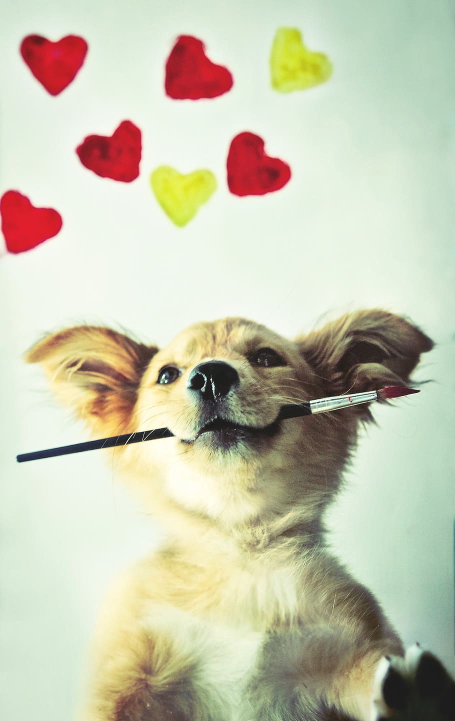 cão, animal de estimação, cachorro, corações, coração, pintura, bonitinho, veterinário, pata, criativa