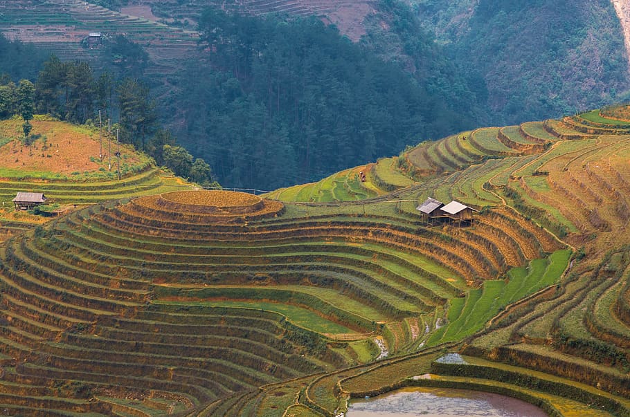 paisagem, terraços, campo de arroz, la pan tan, mu cang chai, vietnã, agricultura, cena rural, fazenda, paisagens - natureza