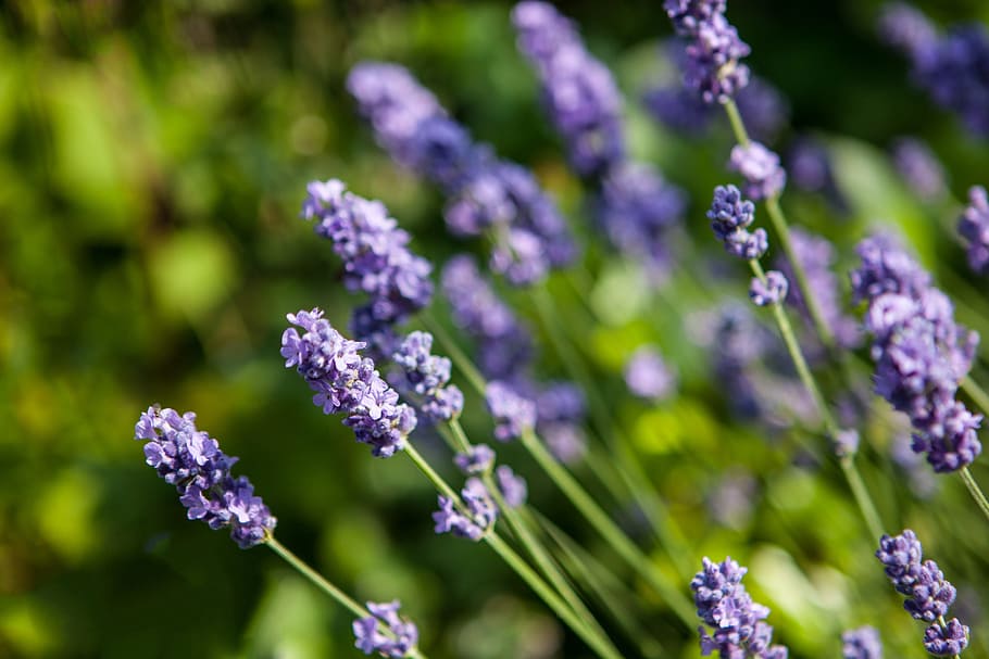 flowers, kent countryside, southern, england, Close-up shot, Lavender, Kent, countryside, Southern England, nature
