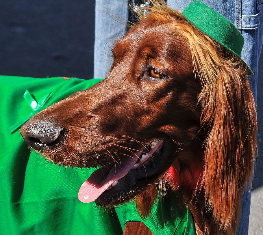 long-haired, brown, dog, body, water, irish setter, dogs, dog breeds, animals, pets
