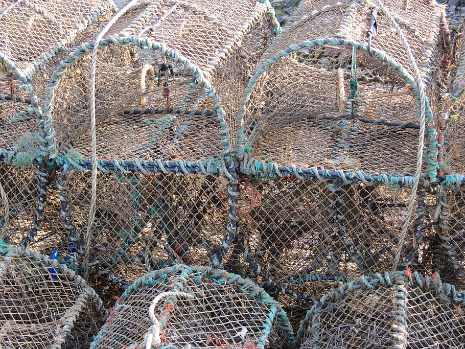 Lobster, Basket, Trap, Seafood, Crab, fish, ocean, fishing, sea, trapping