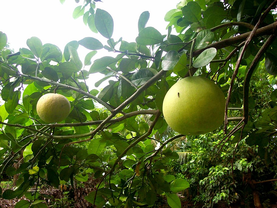 pomelo, fruit, lemon, tropical, pummelo, orange, tree, green color, plant, growth