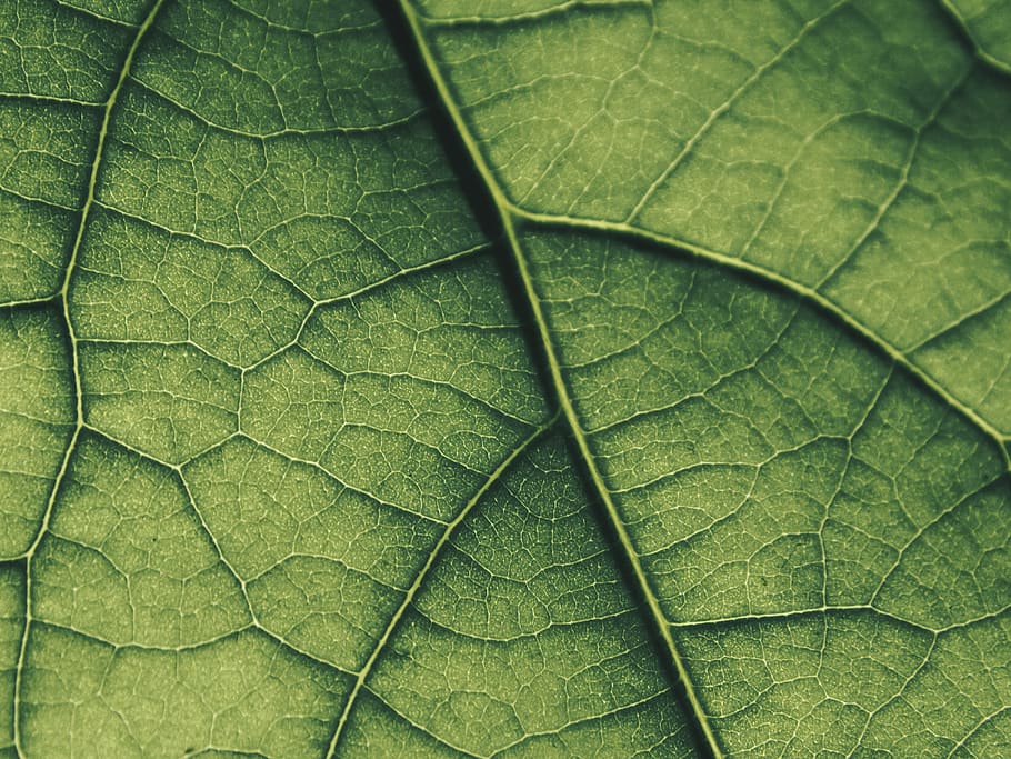 leaf, macro, green, nature, the background, life, grow, the structure of the, texture, model