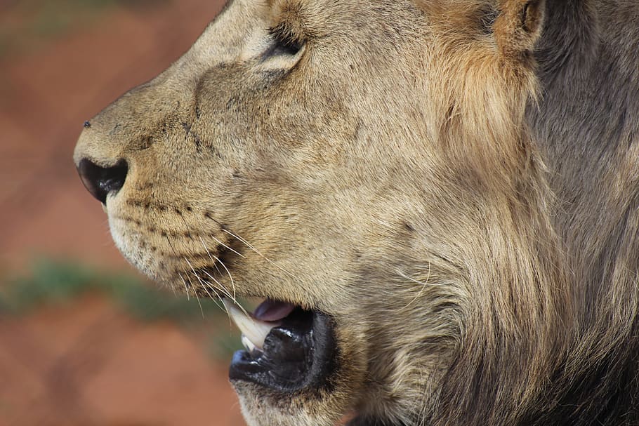 león, mirada fija, ojos, dientes, real, sur, áfrica, salvaje, vida, safari