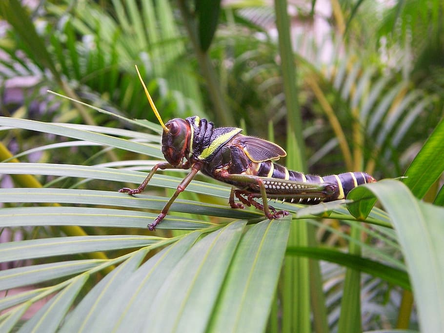 Grasshopper, Brazil, Insect, Tropical, forest, rainforest, one animal, animal themes, animals in the wild, nature