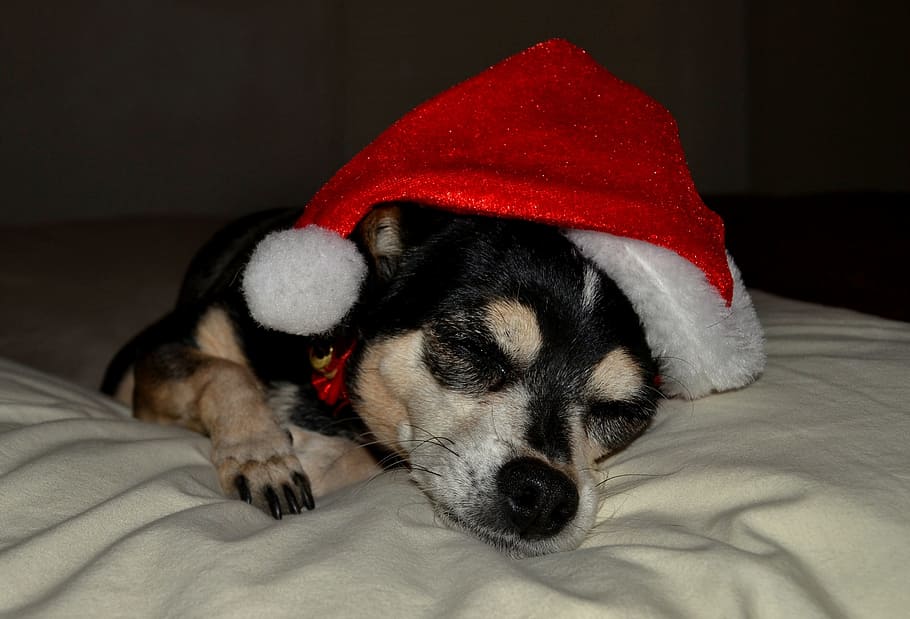 산타 클로스, 개, 크리스마스, 휴일, 빨간, 모자, 겨울, 홀딱 반할만한, 동물, 자고있는
