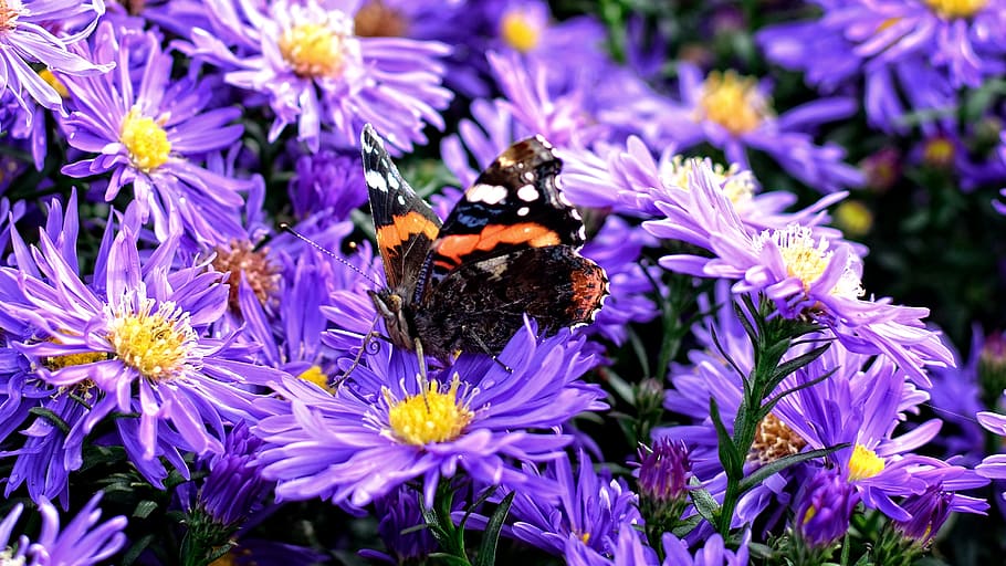 kupu-kupu, herbstastern, aster dumosus, aster, komposit, bunga, musim gugur, mekar, ungu, admiral