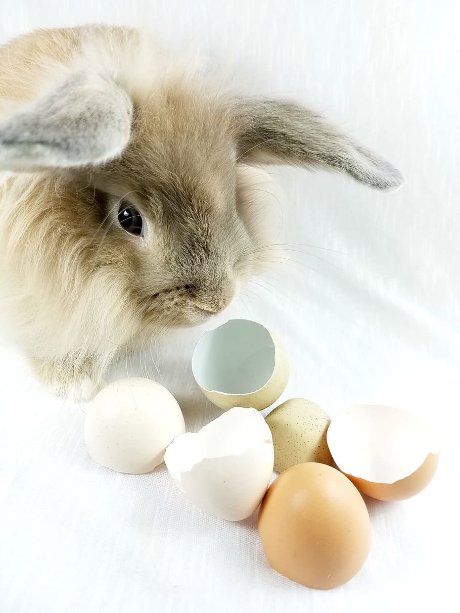 brown, rabbit, white, blanket, Bunny, Rabbit, Easter, Eggshells, Eggs, bunny, one animal