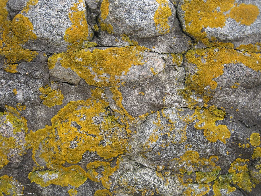moss, old, texture, weathered, lichen, stone, outdoor, fungus, backgrounds, yellow