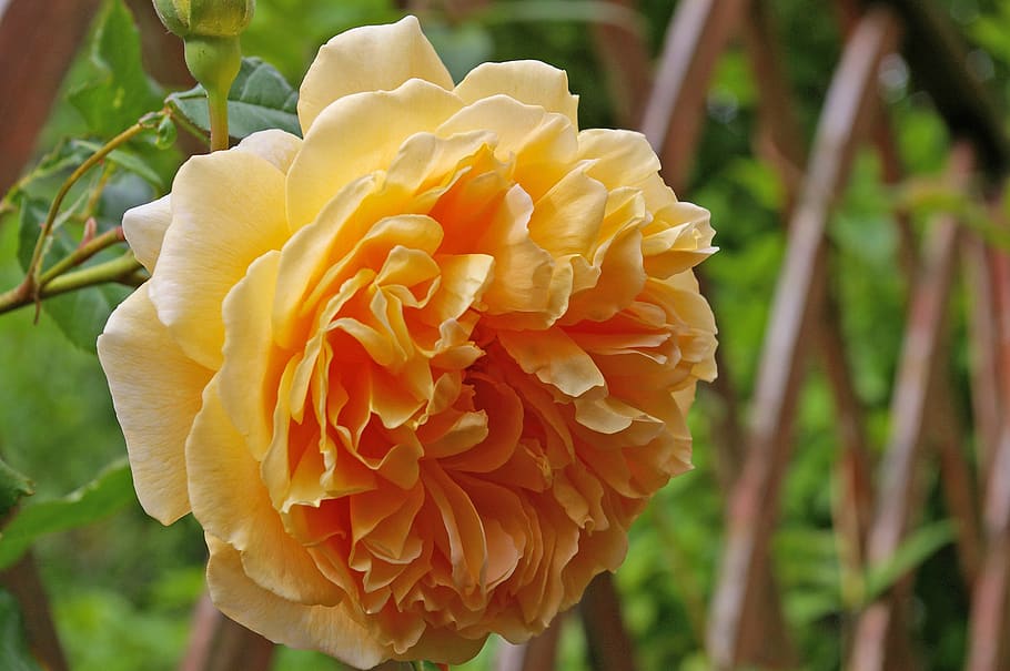 rose, crown princess margareta, english rose, rose variety, garden ...