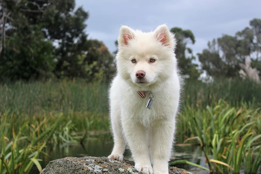 white, siberian, husky, puppy, standing, rock, nature, dog, cute, animal