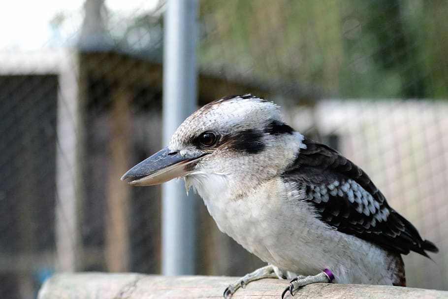 kookaburra, bird, kingfisher, laughing, beak, animal, feathers, outdoor, sitting, perch