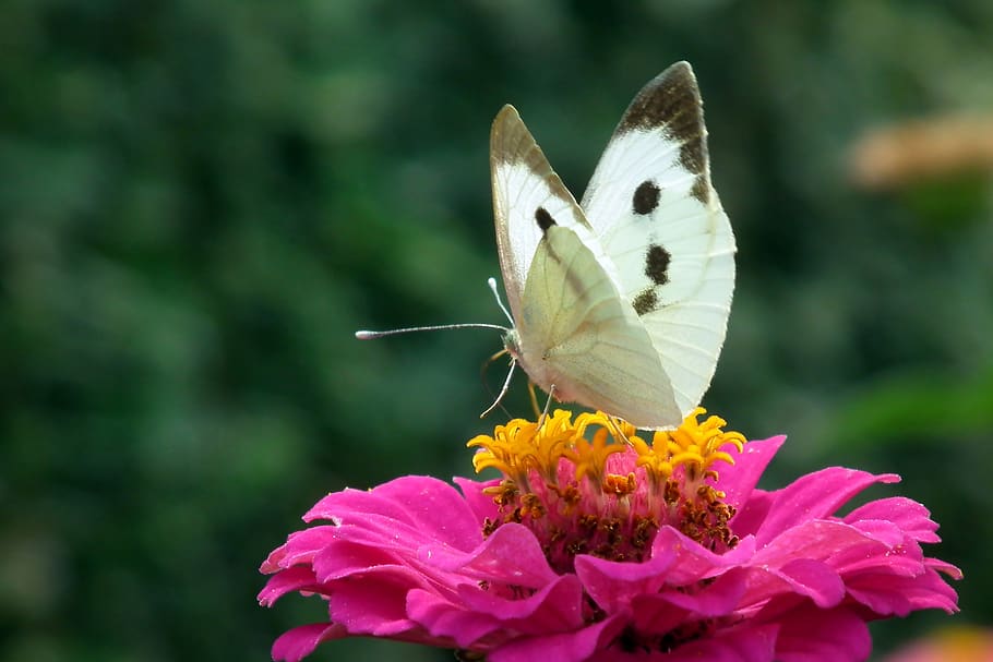 butterfly, insect, nature, macro, wings, summer, colorful, garden, flower, zinnia